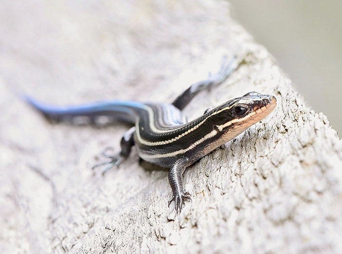Women in the Outdoors: Wildlife Hike image
